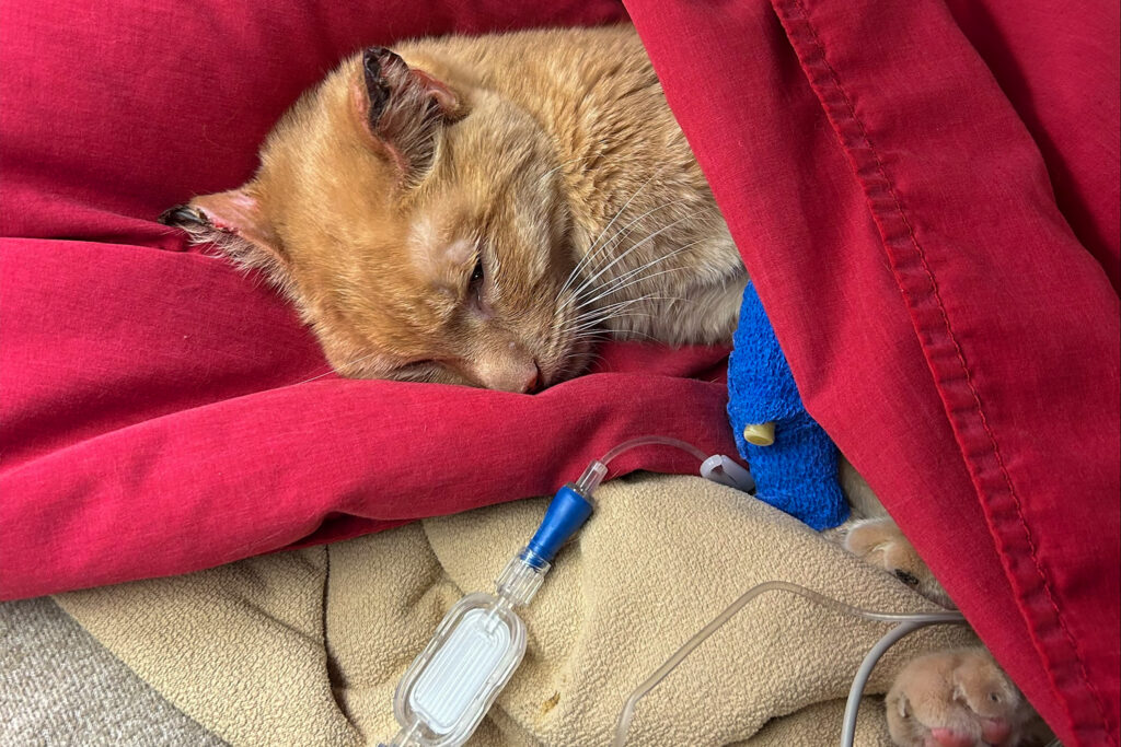 El gato de una estudiante de veterinaria en WSU se recuperó después de 27 días desaparecido | Información privilegiada de WSU